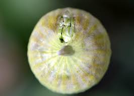 Attēlu rezultāti vaicājumam “Allium holandicum bud”