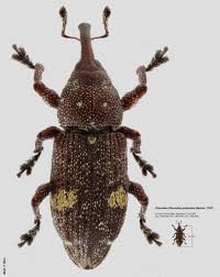 Attēlu rezultāti vaicājumam “Pissodes piniphilus”