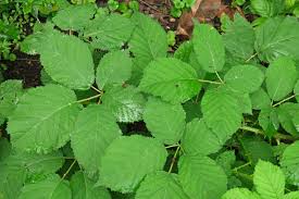 Image result for Rubus sectio