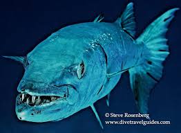 Image result for Sphyraena barracuda