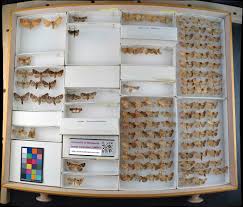 Attēlu rezultāti vaicājumam “Papestra biren”