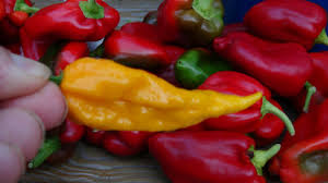 Afbeeldingsresultaat voor yellow fratali hot pepper