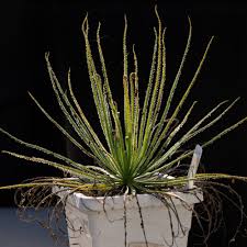 Attēlu rezultāti vaicājumam “Dianema depressum”