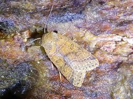 Attēlu rezultāti vaicājumam “Agrochola litura imago”