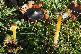 Attēlu rezultāti vaicājumam “Lamproderma nigrescens”