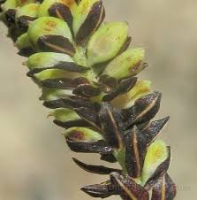 Attēlu rezultāti vaicājumam “Carex cespitosa flower”