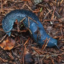 Attēlu rezultāti vaicājumam “Limax cinereoniger”