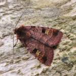 Attēlu rezultāti vaicājumam “Diarsia brunnea”