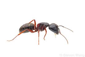 Attēlu rezultāti vaicājumam “Camponotus herculeanus”