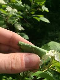 Attēlu rezultāti vaicājumam “Crataegus macracantha flower”