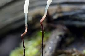 Attēlu rezultāti vaicājumam “Typhula erythropus”