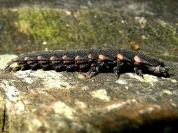 Attēlu rezultāti vaicājumam “Lampyris noctiluca larva”