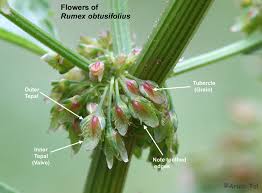 Attēlu rezultāti vaicājumam “Rumex obtusifolius flower”