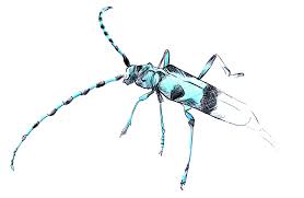 Attēlu rezultāti vaicājumam “Rabdophaga heterobia”