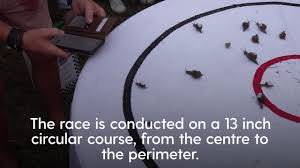 Image result for World Snail Racing Championships