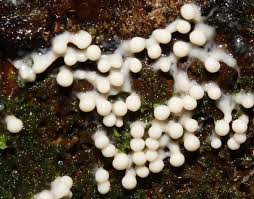 Attēlu rezultāti vaicājumam “Diderma radiatum”