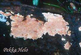 Attēlu rezultāti vaicājumam “Junghuhnia collabens”