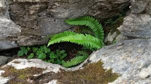 Attēlu rezultāti vaicājumam “Polystichum lonchitis”