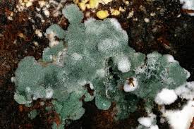 Attēlu rezultāti vaicājumam “Hypocrea rufa”