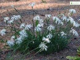 Attēlu rezultāti vaicājumam “Dianthus arenarius flower”