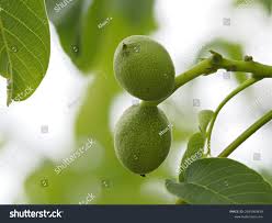 Attēlu rezultāti vaicājumam “Juglans ailanthifolia”