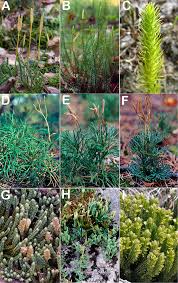 Attēlu rezultāti vaicājumam “Lycopodiaceae”