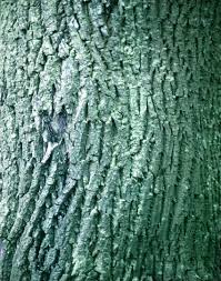 Attēlu rezultāti vaicājumam “Lecanora conizaeoides”