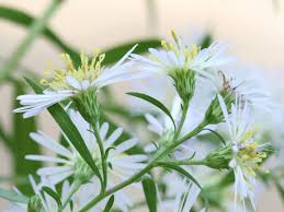 Image result for Aster lanceolatus