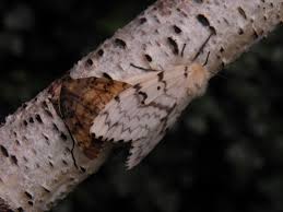 Attēlu rezultāti vaicājumam “Lymantria dispar”