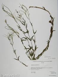 Attēlu rezultāti vaicājumam “Epilobium palustre”