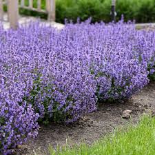 Image result for Katzenminze