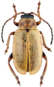 Attēlu rezultāti vaicājumam “Lochmaea caprea”