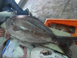 Image result for Schedophilus ovalis