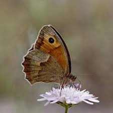 Attēlu rezultāti vaicājumam “Maniola jurtina”