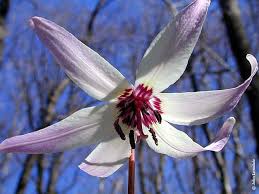 Attēlu rezultāti vaicājumam “Erythronium sibiricum flower”