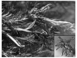 Attēlu rezultāti vaicājumam “Cinclidotus danubicus cells”