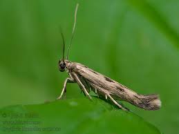 Attēlu rezultāti vaicājumam “Scythris limbella”