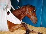 Eastern Equine Encephalitis in Horses