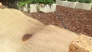 Attēlu rezultāti vaicājumam “Fuligo gyrosa spores”