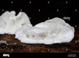 Attēlu rezultāti vaicājumam “Plicatura nivea”