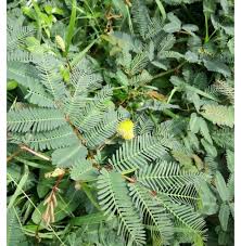 Image result for pohon semalu images