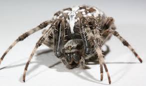 Attēlu rezultāti vaicājumam “Araneus diadematus”