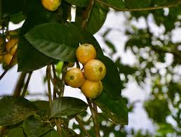 Attēlu rezultāti vaicājumam “Cinna latifolia fruit”