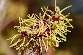 Attēlu rezultāti vaicājumam “Hamamelis mollis”