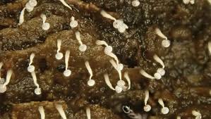 Attēlu rezultāti vaicājumam “Diderma rufostriatum young”