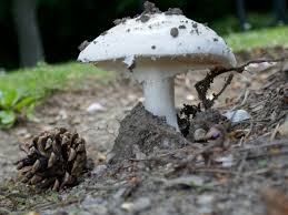 Attēlu rezultāti vaicājumam “Amanita strobiliformis”