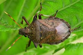 Attēlu rezultāti vaicājumam “Picromerus bidens”