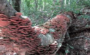 Attēlu rezultāti vaicājumam “Trichaptum biforme”