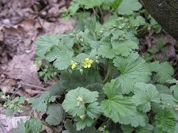 Attēlu rezultāti vaicājumam “Waldsteinia geoides”