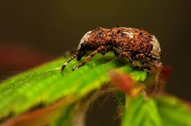 Attēlu rezultāti vaicājumam “Platystomos albinus”